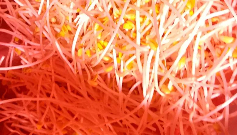 生活中很毒的4种菜，一个比一个伤肝！(图3)
