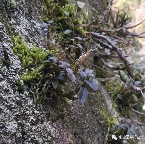 幽门螺杆菌的“死对头”，每天坚持吃一点，胃病都不敢靠近你(图5)