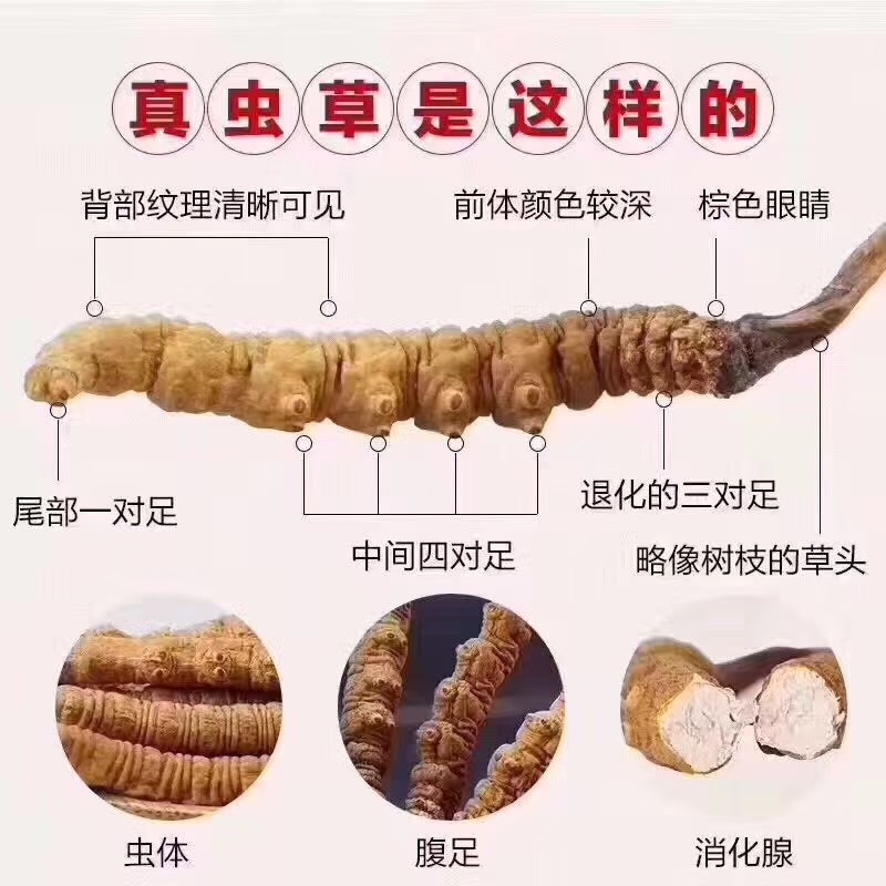 医学对冬虫夏草的功效的记载，食用和挑选方法介绍(图3)