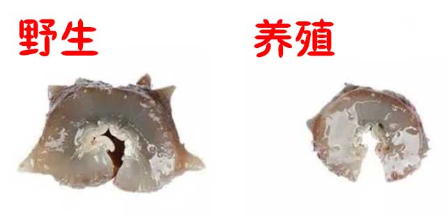 老司机教你鉴别大连野生海参，全部干货(图4)