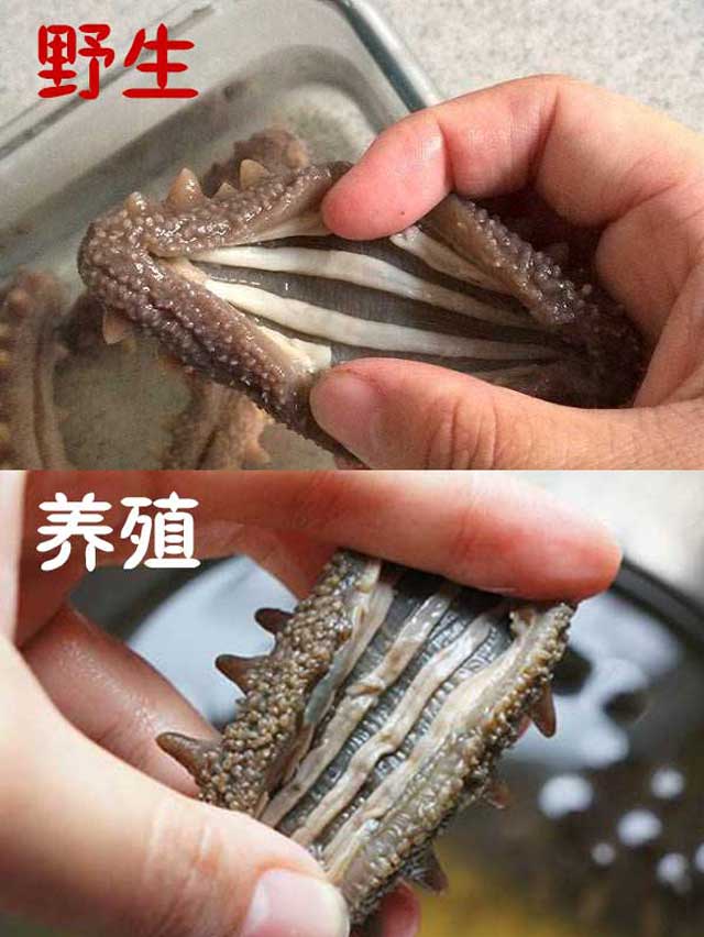 老司机教你鉴别大连野生海参，全部干货(图3)