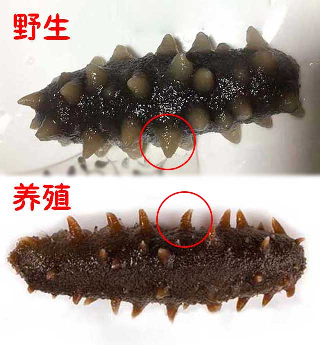 老司机教你鉴别大连野生海参，全部干货(图1)
