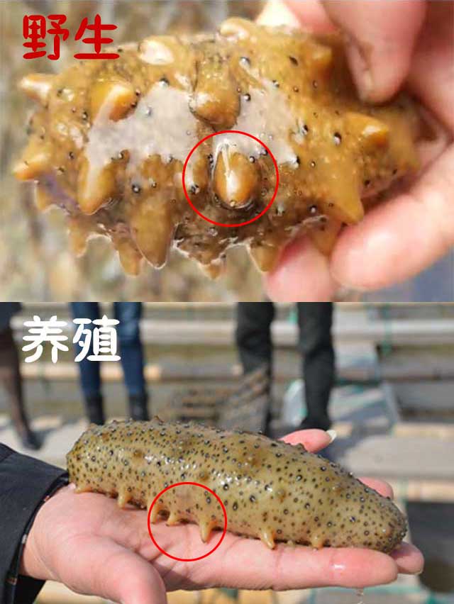 老司机教你鉴别大连野生海参，全部干货(图2)
