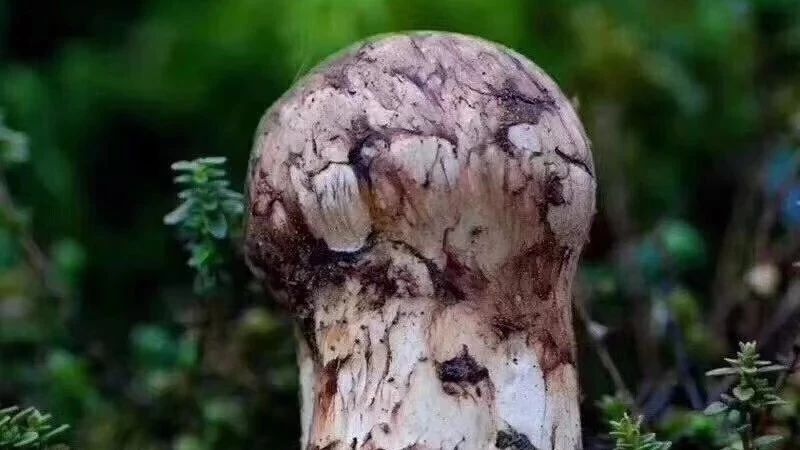 鲜松茸大自然的馈赠，美味与营养的完美结合