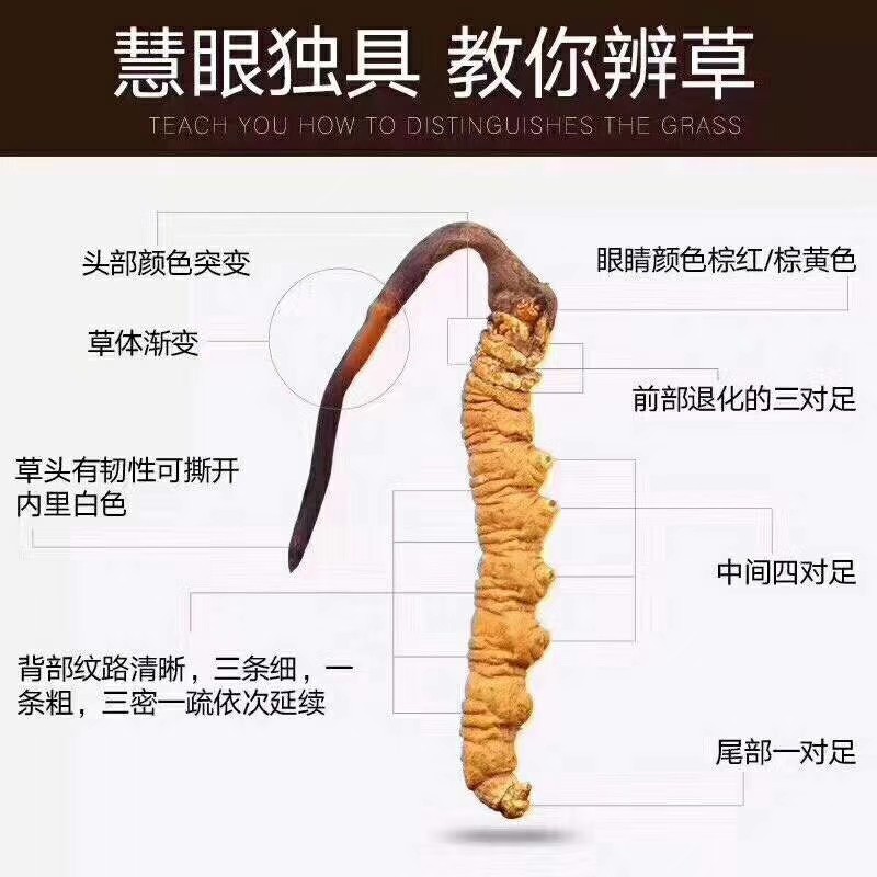 一张图教你鉴别真假冬虫夏草,太简单了!(图1) 一张图教你鉴别真假冬虫夏草,太简单了!(图1)