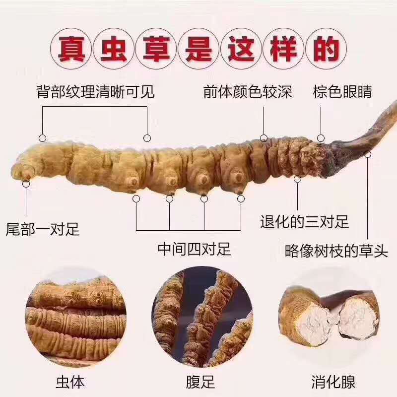 一张图教你鉴别真假冬虫夏草，太简单了！(图2)