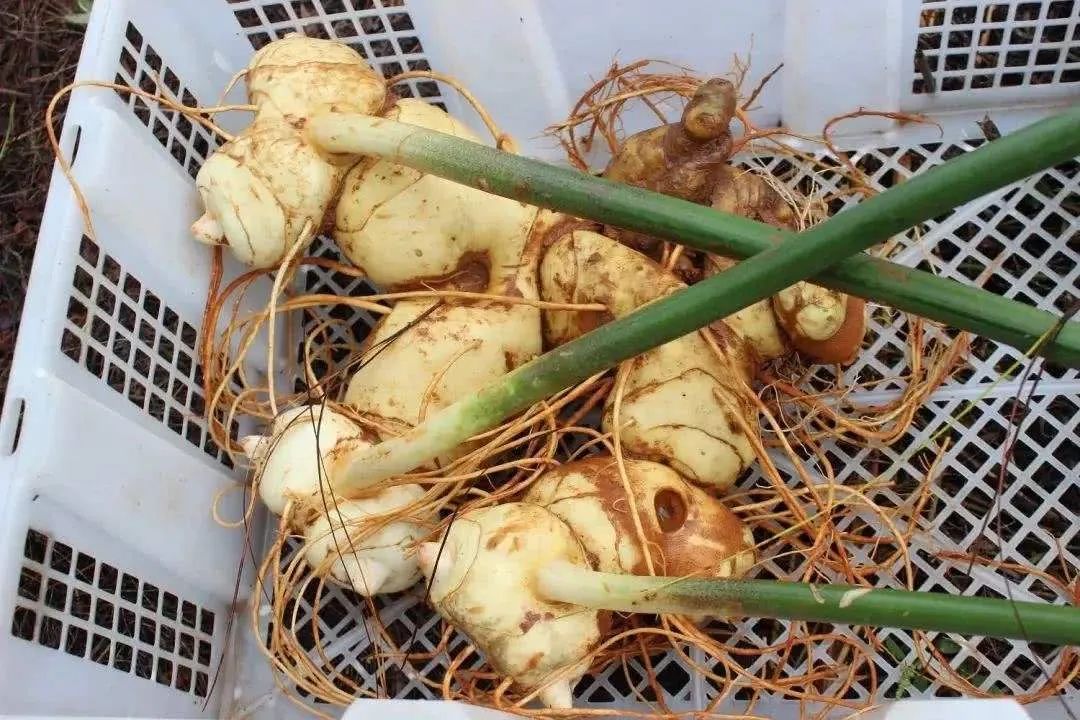 一味中药,上养肺,中养脾,下养肾,太厉害了,你一定要知道!(图3) 一味中药,上养肺,中养脾,下养肾,太厉害了,你一定要知道!(图3)