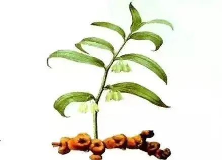 一味中药,上养肺,中养脾,下养肾,太厉害了,你一定要知道!(图5) 一味中药,上养肺,中养脾,下养肾,太厉害了,你一定要知道!(图5)